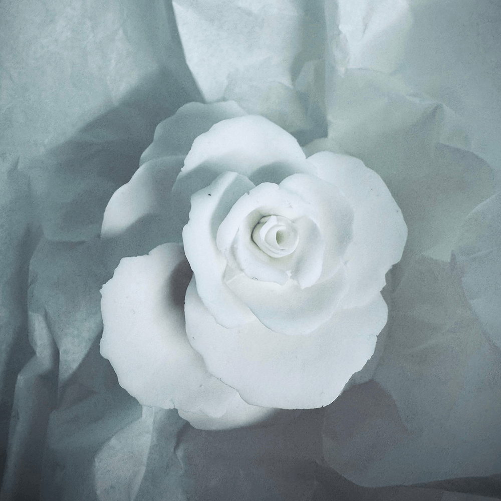 Rose 7 from the 1882 Ltd. Ceramic Rose collection for Valentines